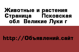  Животные и растения - Страница 9 . Псковская обл.,Великие Луки г.